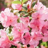 Açelya çiçeği anlamı