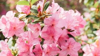 Açelya çiçeği anlamı