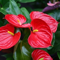 Antoryum çiçeği anlamı