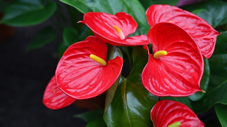 Antoryum çiçeği anlamı