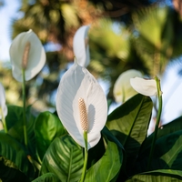 Barış çiçeği anlamı