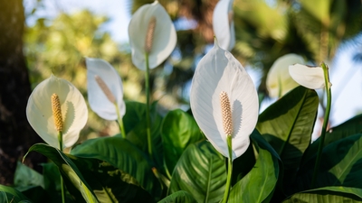 Barış çiçeği anlamı