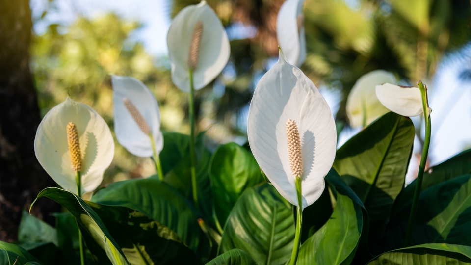 Barış çiçeği anlamı