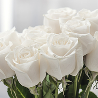 Beyaz gülün anlamı