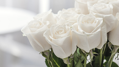 Beyaz gülün anlamı