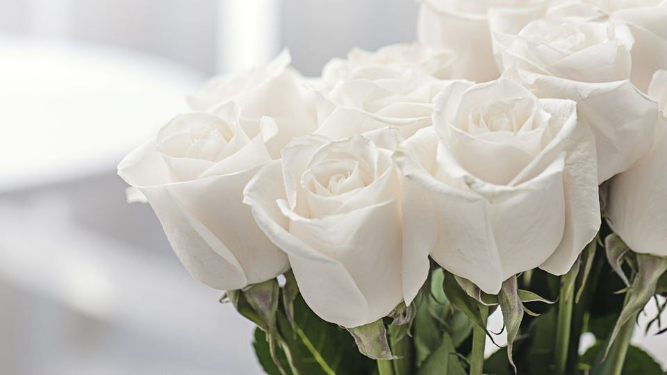 Beyaz gülün anlamı
