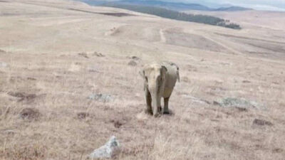 Ardahan'da fil alarmı!
