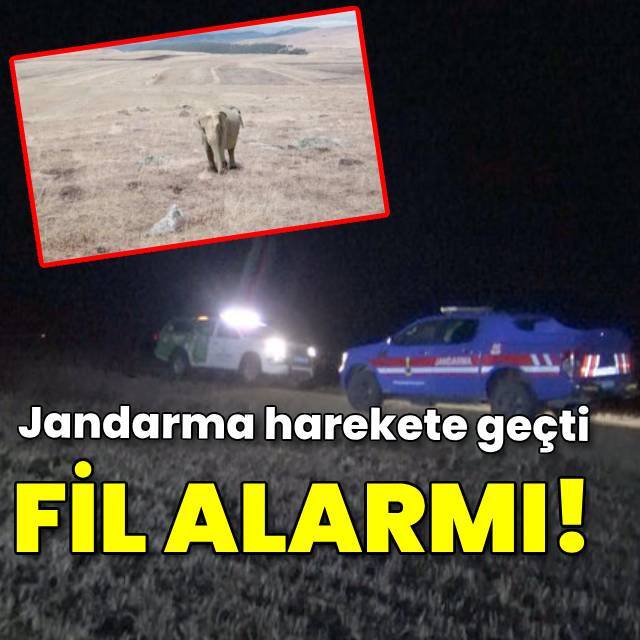 Ardahan'da fil alarmı!