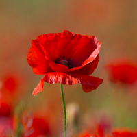 Gelincik çiçeği anlamı