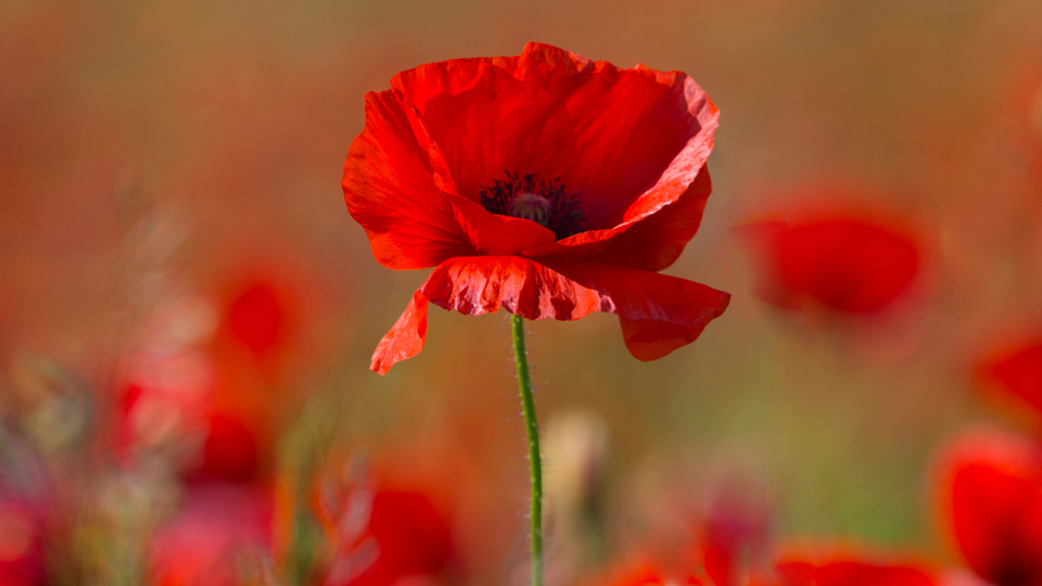 Gelincik çiçeği anlamı