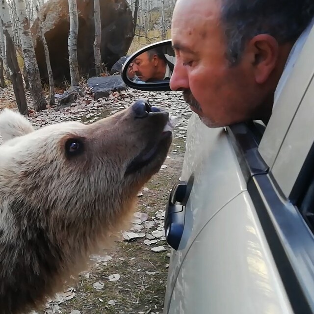 Boz ayıyı bu kez ağzıyla besledi