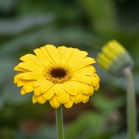 Gerbera çiçeği anlamı
