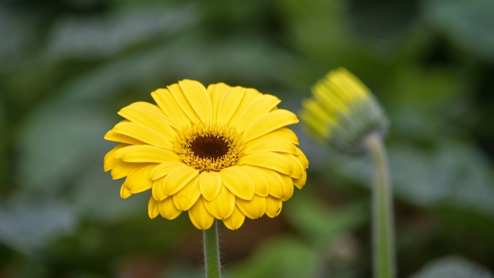Gerbera çiçeği anlamı