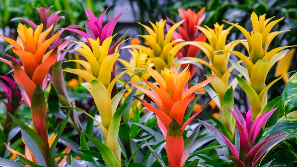 Guzmanya çiçeği anlamı