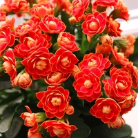 Kalanchoe çiçeği anlamı