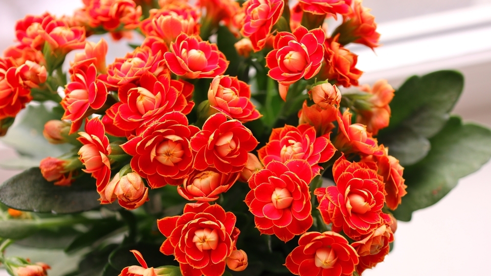 Kalanchoe çiçeği anlamı
