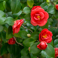 Kamelya çiçeği anlamı