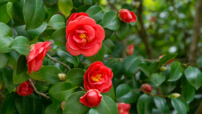 Kamelya çiçeği anlamı