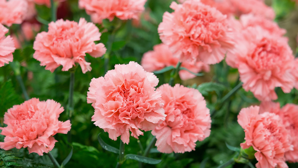 Karanfil çiçeği anlamı