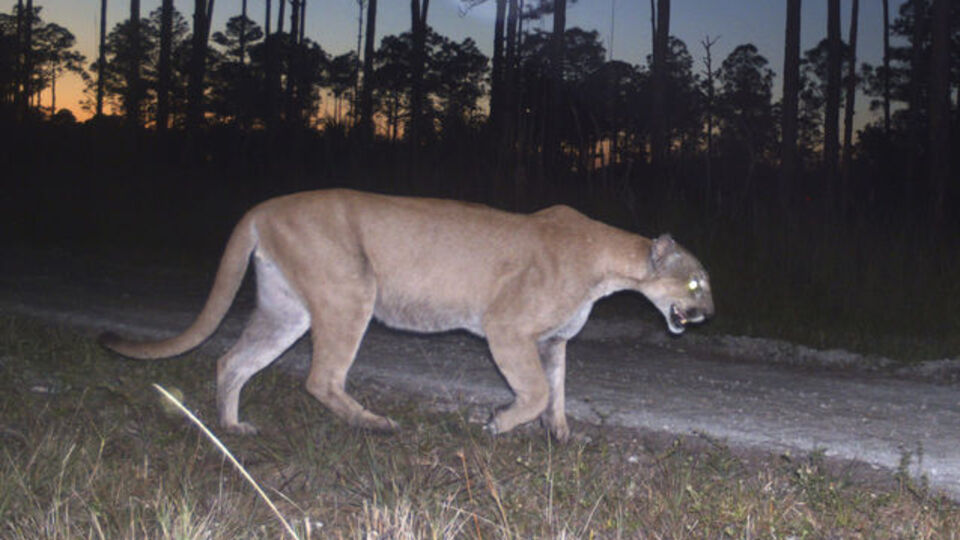 Vahşi hayatta sayıları 230'a düştü