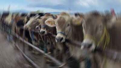 Sivas'ın o ilçesinde şap karantinası!