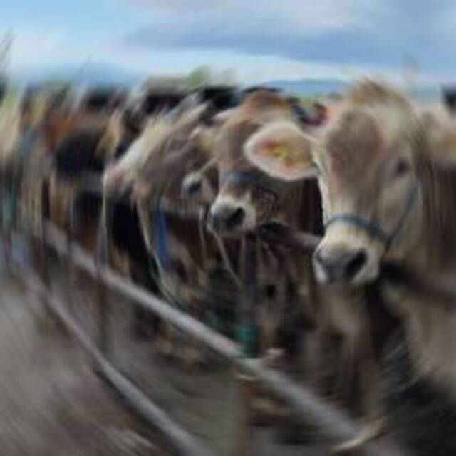 Sivas'ın o ilçesinde şap karantinası!
