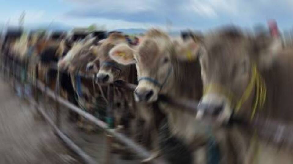 Sivas'ın o ilçesinde şap karantinası!