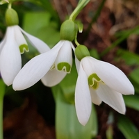 Kardelen çiçeği anlamı