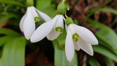 Kardelen çiçeği anlamı