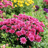 Kasımpatı çiçeği anlamı