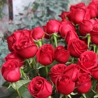 Kırmızı gülün anlamı