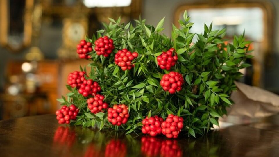 Kokina çiçeği anlamı