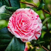 Lavinia çiçeği anlamı