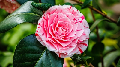 Lavinia çiçeği anlamı