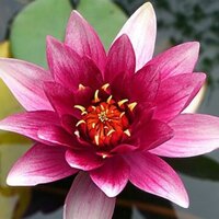 Lotus çiçeği anlamı