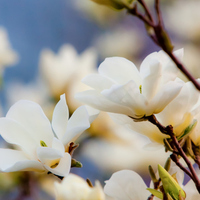 Manolya çiçeği anlamı