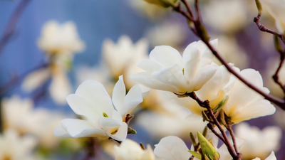 Manolya çiçeği anlamı