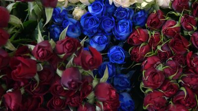 Mavi gülün anlamı