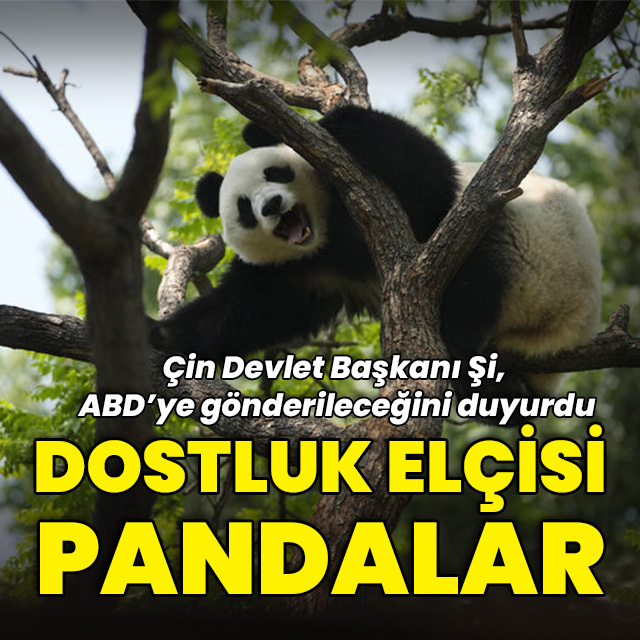 "Dostluk elçisi" pandalar ABD'ye gönderilecek