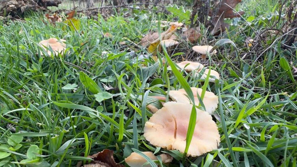 Mantar ararken kayboldu