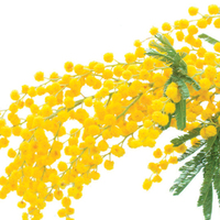 Mimoza çiçeği anlamı