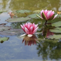 Nilüfer çiçeği anlamı