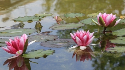 Nilüfer çiçeği anlamı