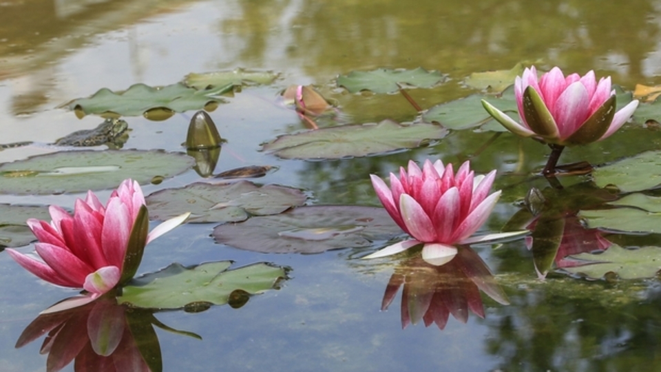 Nilüfer çiçeği anlamı