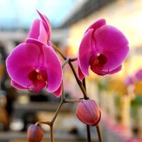 Orkide çiçeği anlamı