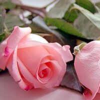 Pembe gülün anlamı