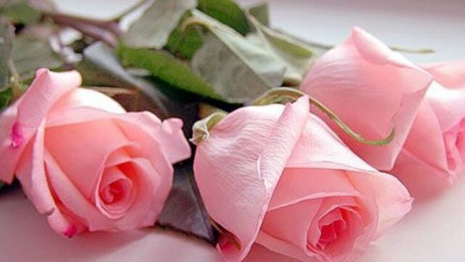 Pembe gülün anlamı