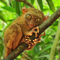 İlginç özelliklere sahip olan hayvanlar