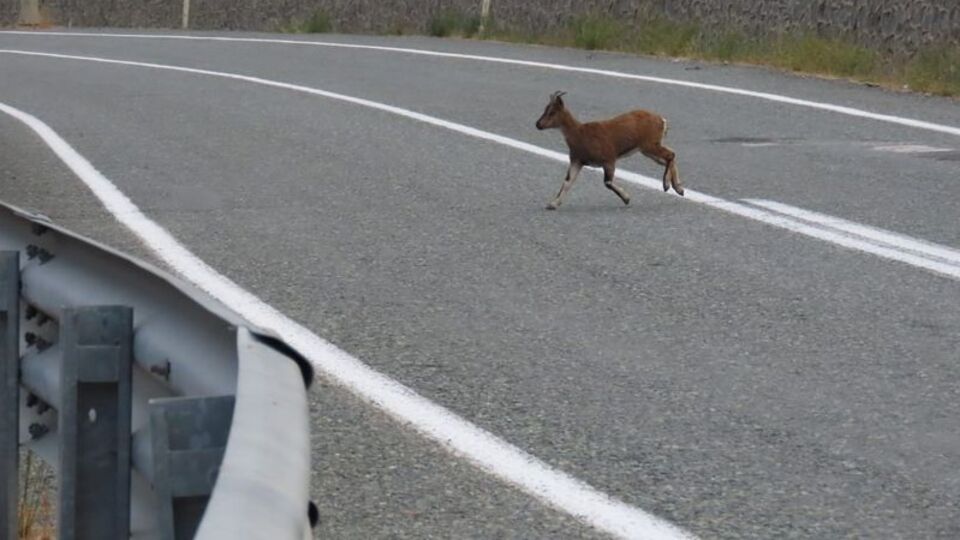 Karayolunda böyle görüntülendiler