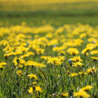 Sarı çiçek anlamı